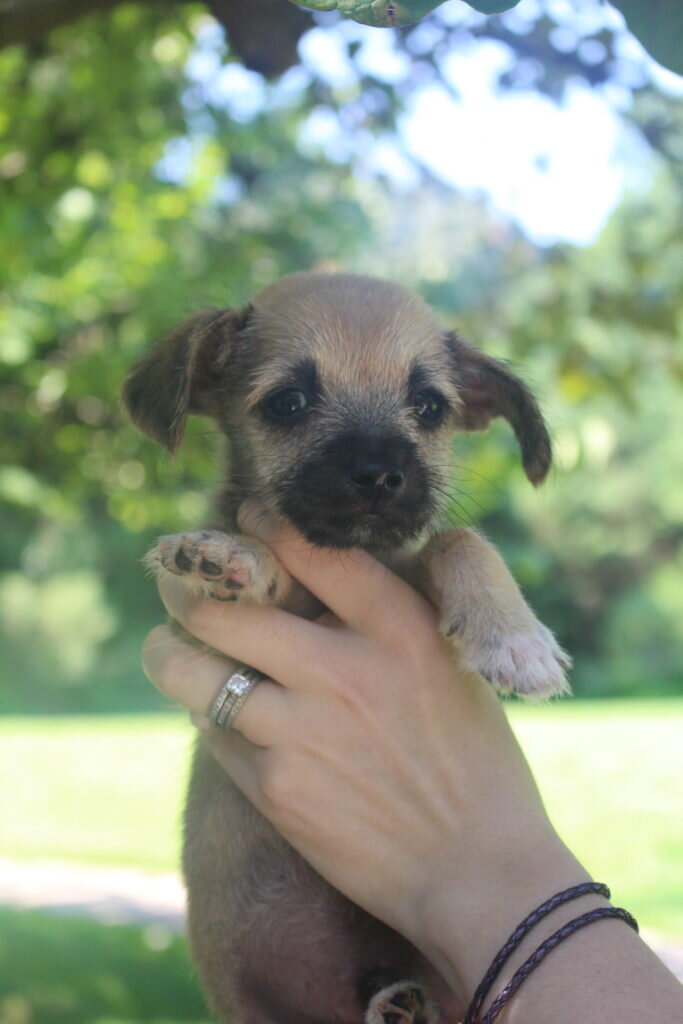 Woman Finds Tiny Puppy Tied To Tree In North Carolina Swamp The Dodo