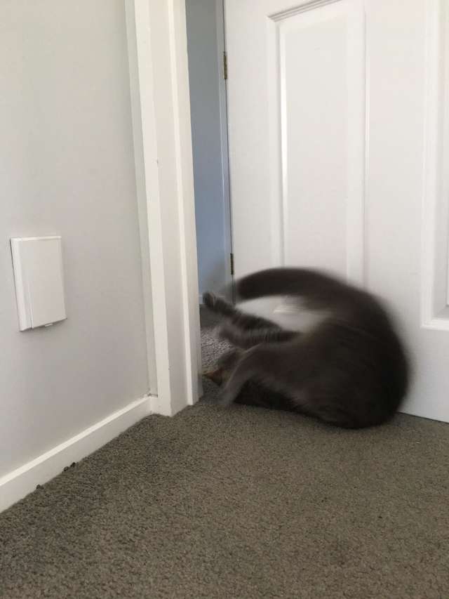 Cat Comes Up With Best Way Of Opening Doors The Dodo