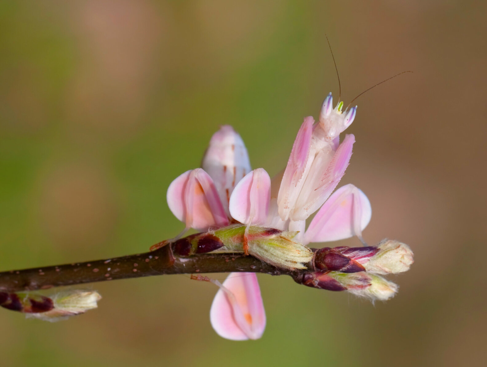 Meet The Orchid Mantis — A Bug That Looks Just Like A Flower The Dodo