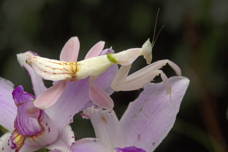 Meet The Orchid Mantis — A Bug That Looks Just Like A Flower The Dodo