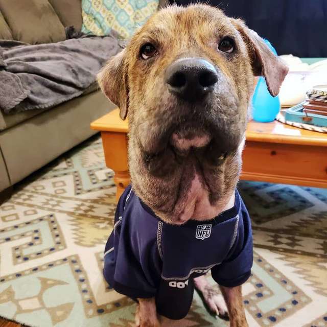 Dog With Swollen Head Had Shoelace Tied Around His Neck The Dodo