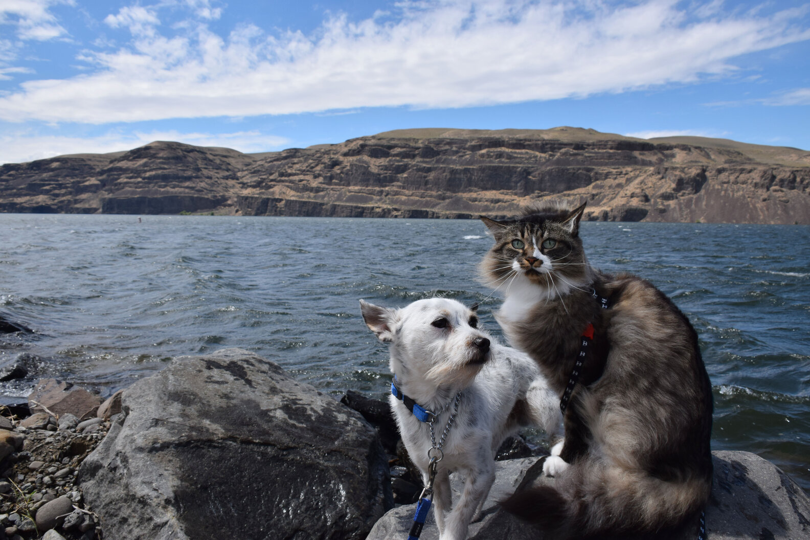 Dog His Fears By Hiking With His Cat Best Friend The Dodo