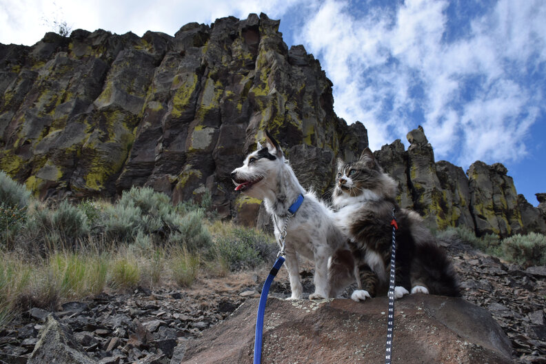 Dog His Fears By Hiking With His Cat Best Friend The Dodo