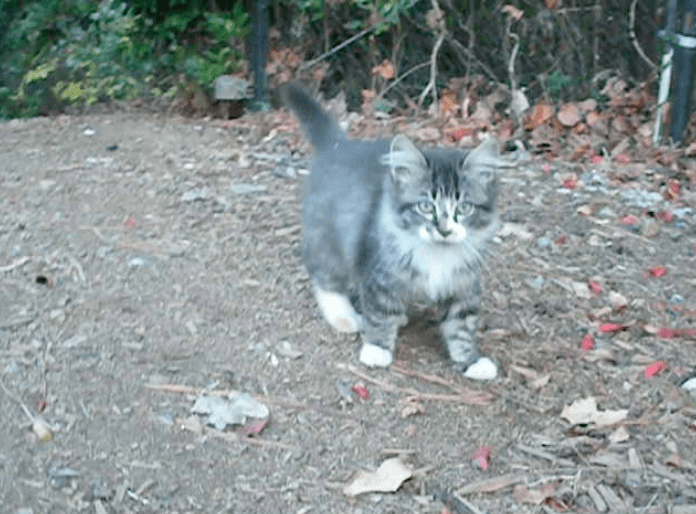 Dog His Fears By Hiking With His Cat Best Friend The Dodo