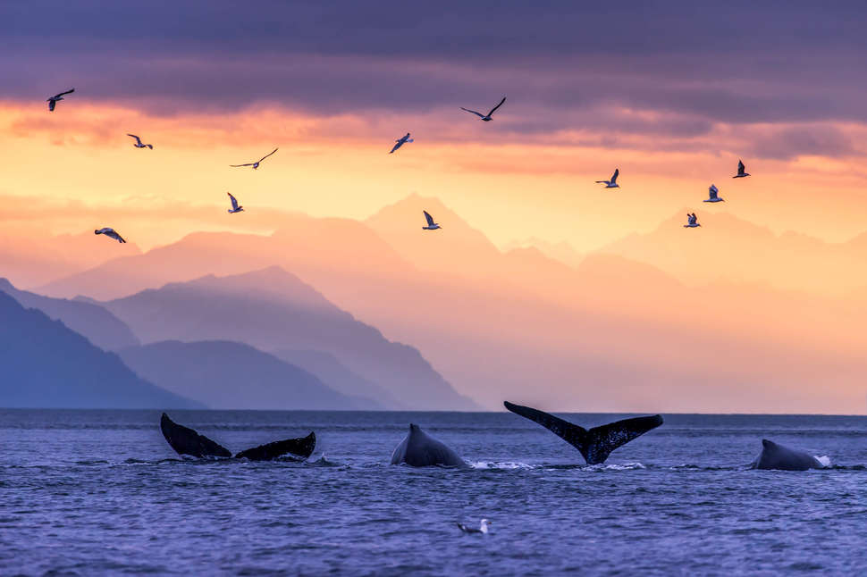 Best Whale Watching in Juneau, Alaska When and How to See Whales