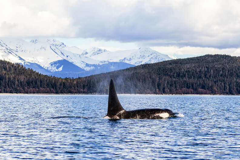Best Whale Watching in Juneau, Alaska When and How to See Whales