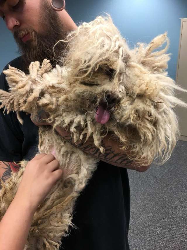 Dog With Matted Fur Looks Much Happier After Emergency Makeover The Dodo