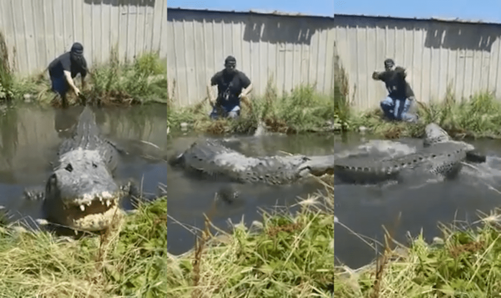 Man Pulls On Sleeping Alligator's Tail and Gets Chased by Gator Thrillist