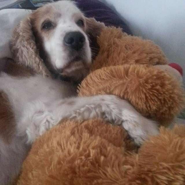 Cuddly Dog Gets Wrapped In Blankets Every Single Night To Feel Safe