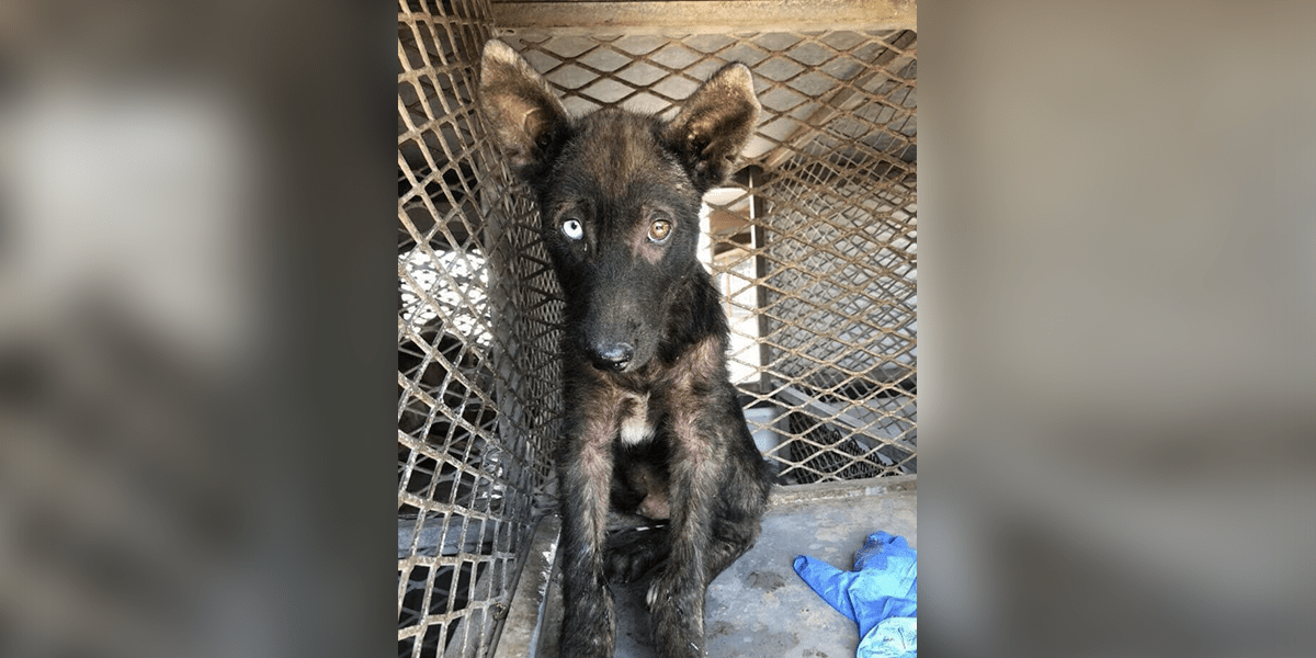 Sick And Scared German Shepherd Makes Amazing Transformation The Dodo