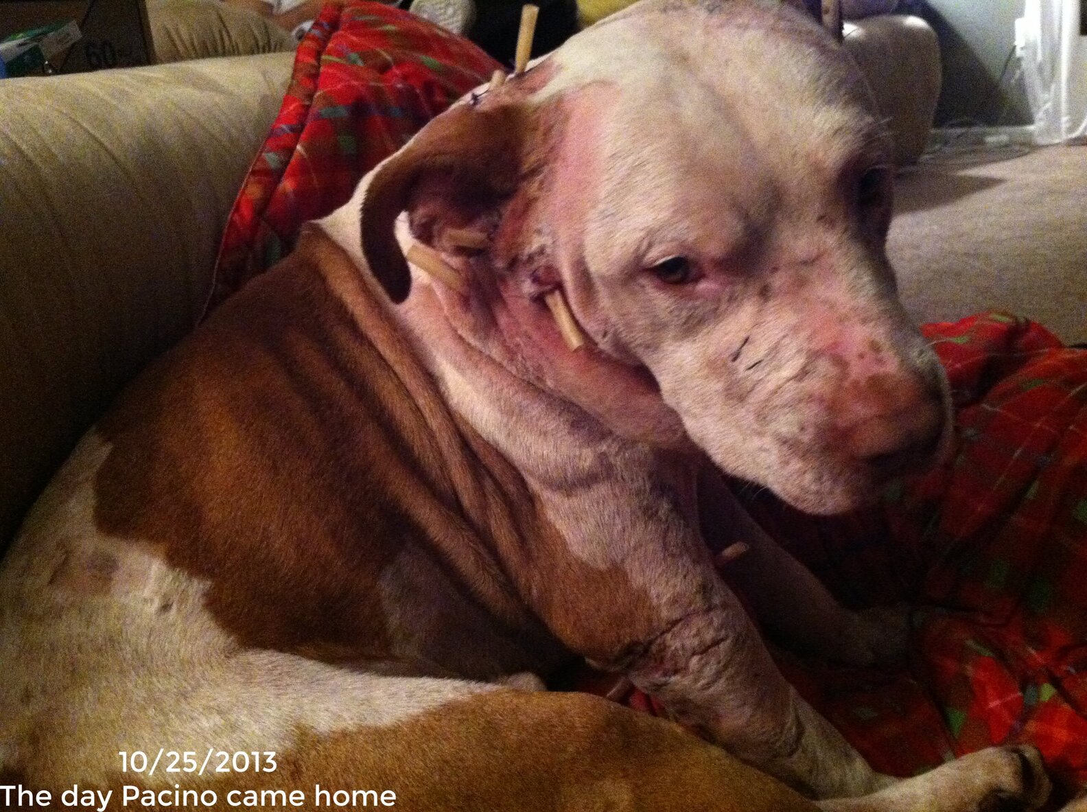 'Aggressive' Bait Dog Completely Transforms In Arms Of Vet Tech The Dodo