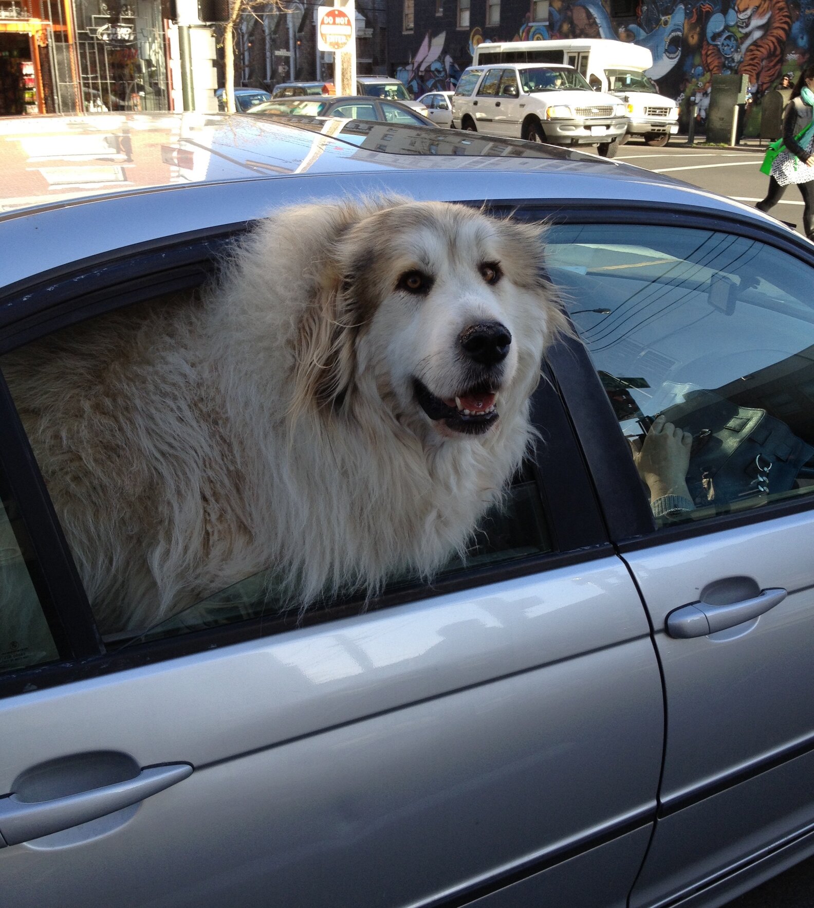 Driving With A Dog In The Car How To Travel Safely With Your Pet The