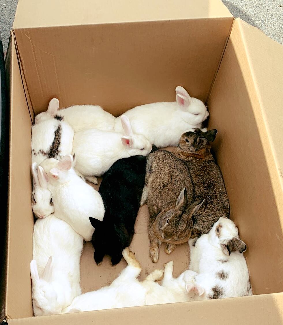 Cops Rescue 14 Pet Rabbits Dumped In California Park The Dodo