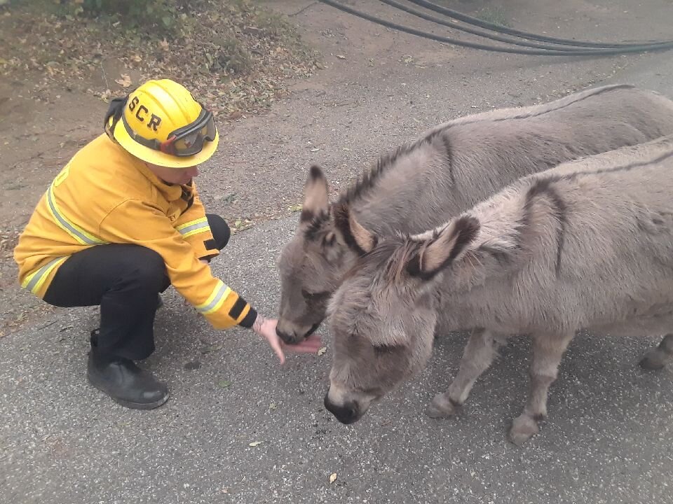 Firefighters Rescue Two Donkeys Lost During California Wildfire The Dodo