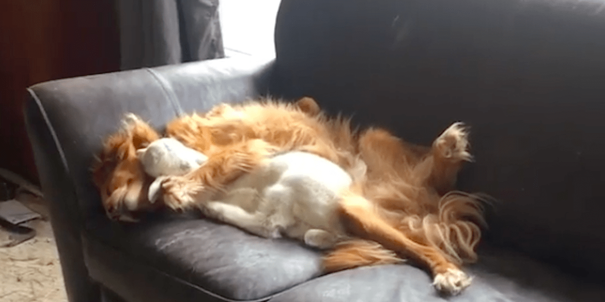 Nova Scotia Retriever Cuddles Rescued Baby Goat On Sofa At Sanctuary
