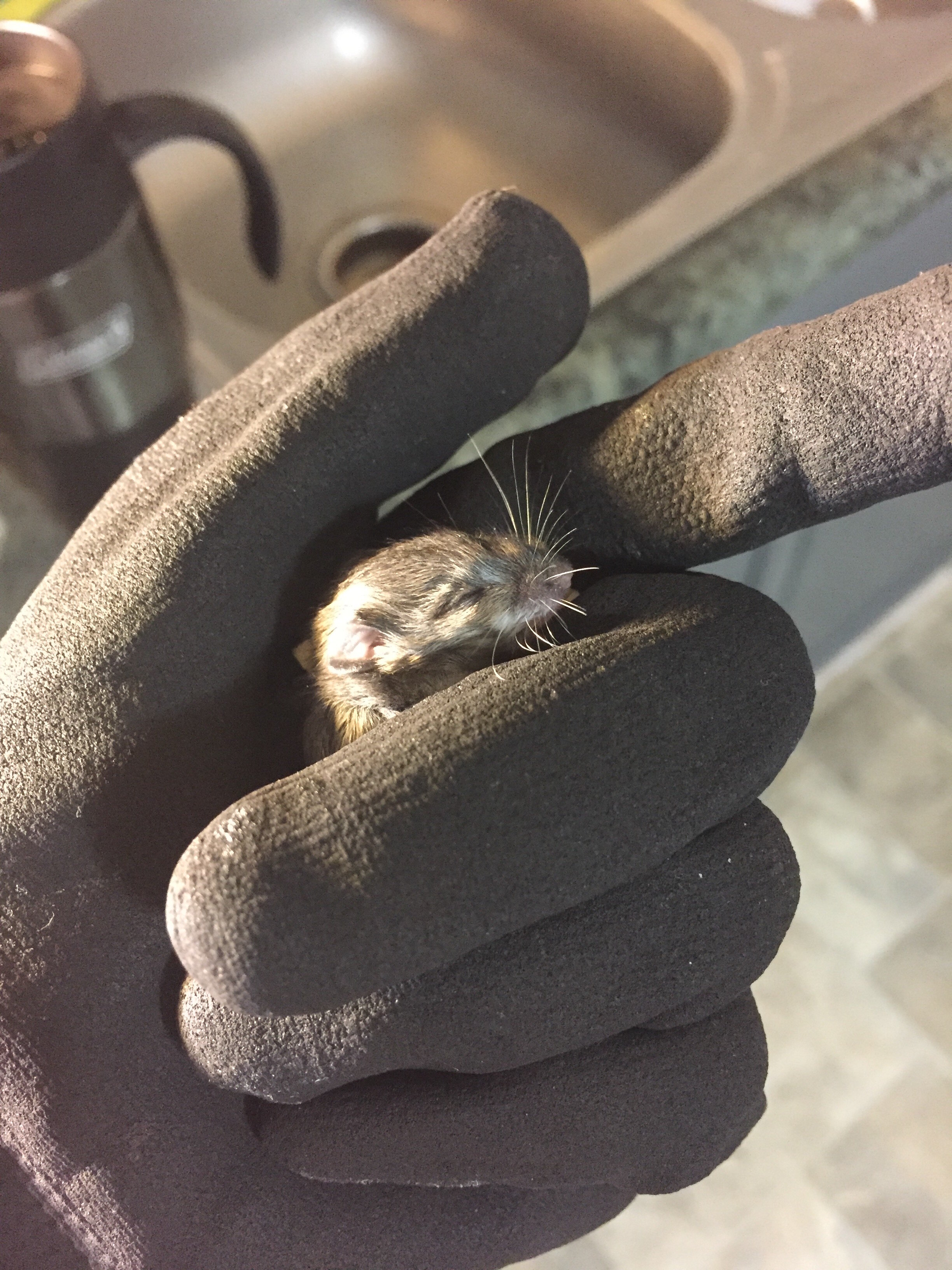 Woman Finds Tiniest 'Dead' Baby Mouse And Saves Her Life The Dodo