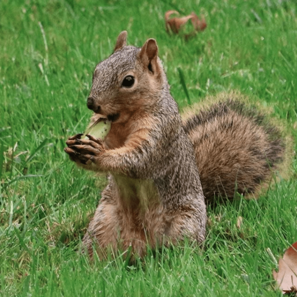 Squirrel Rehab Gets The Best Response After It Runs Out Acorns The Dodo