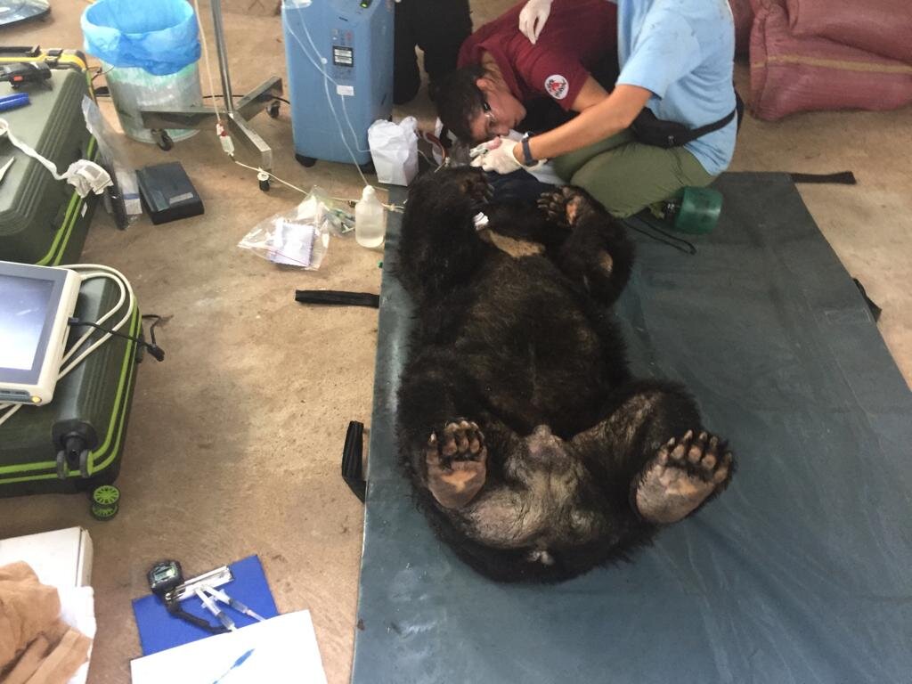 Exhausted Bears Saved From Bile Farms In Vietnam The Dodo