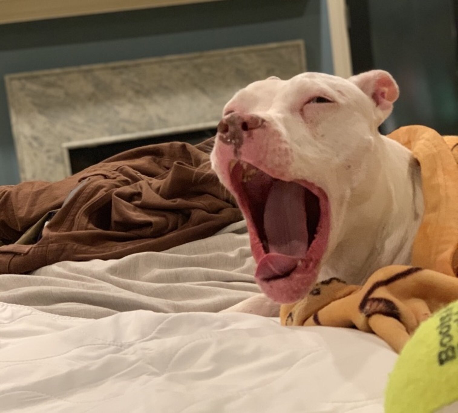 Deaf Pit Bull Dog Won’t Stop Staring At Her New Dad The Dodo