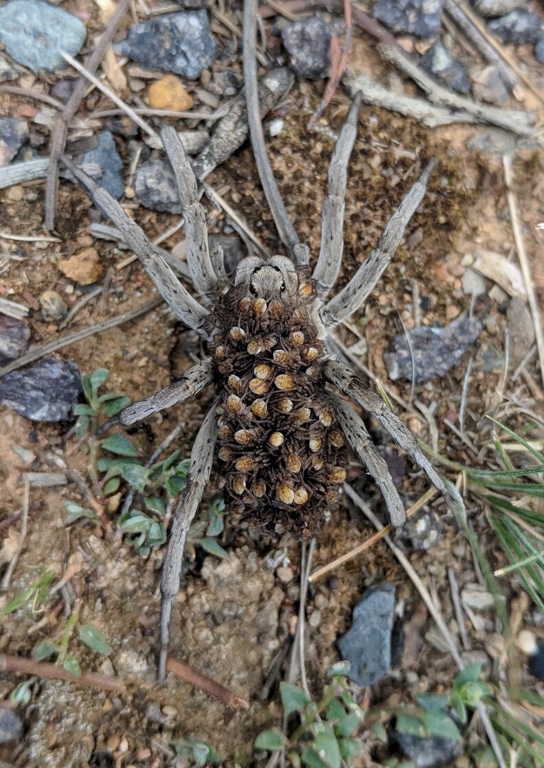 Hiker Spots Mom Wolf Spider So Many Babies Getting Piggyback Ride The