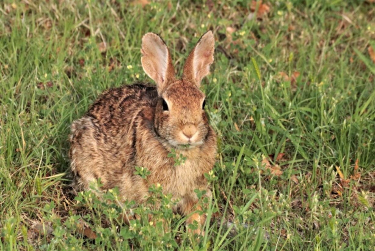 Louisiana Family Spots Wild Rabbit Chewing Their Christmas Lights The