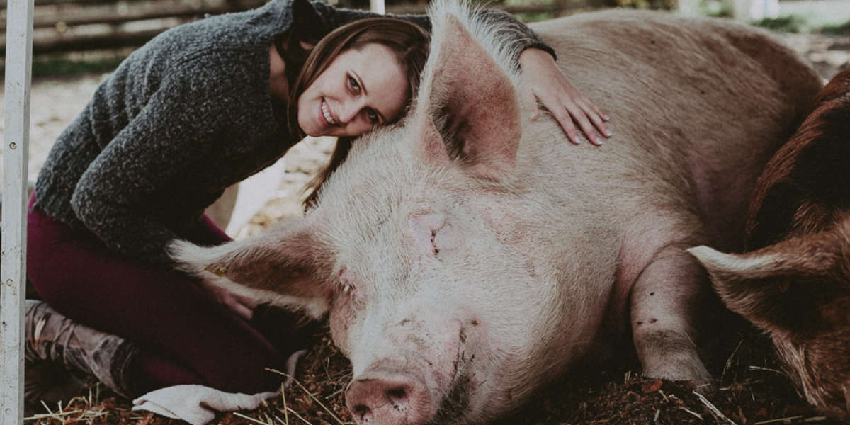 Rescue Takes In Huge 800Pound Pig The Dodo