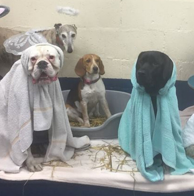 Pups At Doggy Day Care Pull Off Perfect Nativity Scene The Dodo