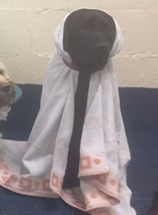 Pups At Doggy Day Care Pull Off Perfect Nativity Scene The Dodo