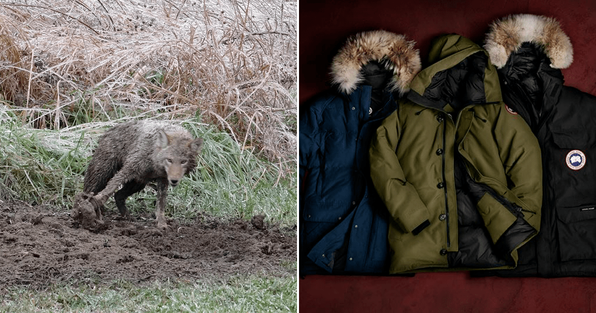 Canada Goose Fur Problem