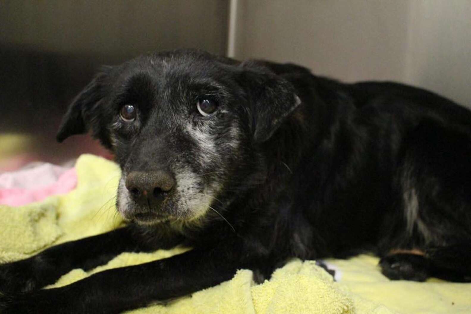 14YearOld Dog Gets Adopted In Time For The Holidays The Dodo