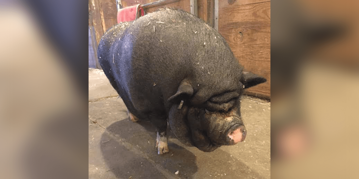 ‘Mini Pig’ Sold By Breeder Grows To Be 200 Pounds The Dodo