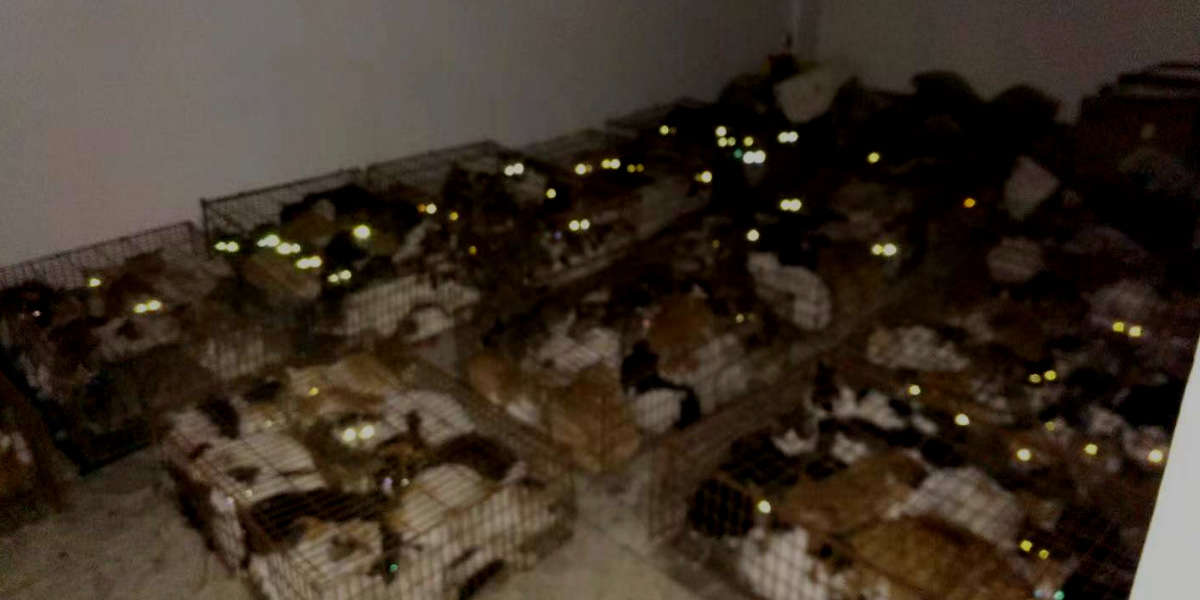 Cats Rescued From Horrific Slaughterhouse In China The Dodo