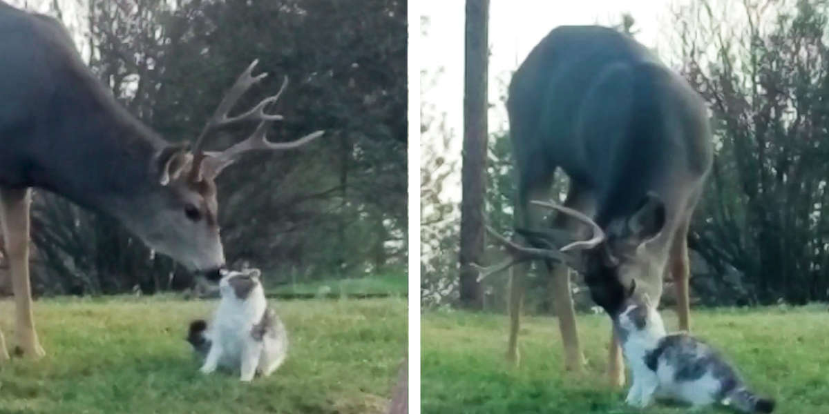 Deer Gives Cat Loving Licks When He Thinks No One Is Watching The Dodo