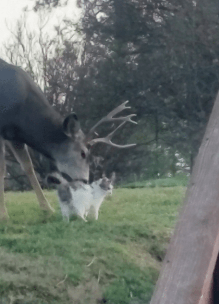 Deer Gives Cat Loving Licks When He Thinks No One Is Watching The Dodo