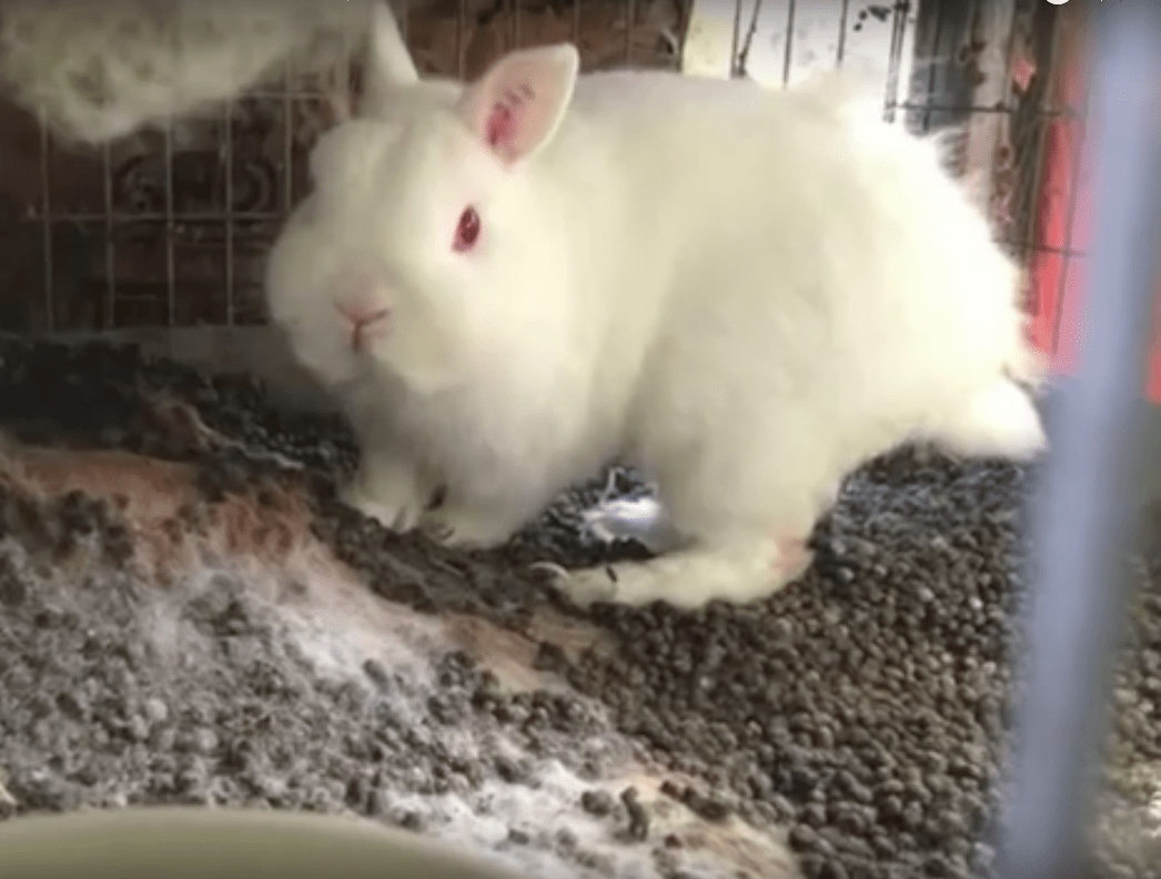 California Pet Stores Can Now Only Sell Rescue Cats, Dogs And Rabbits