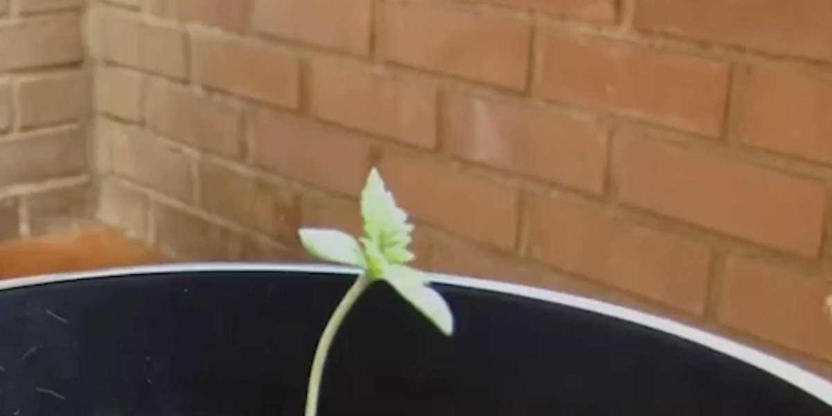 YouTuber Captures Weed From Seedling To Harvest Videos NowThis