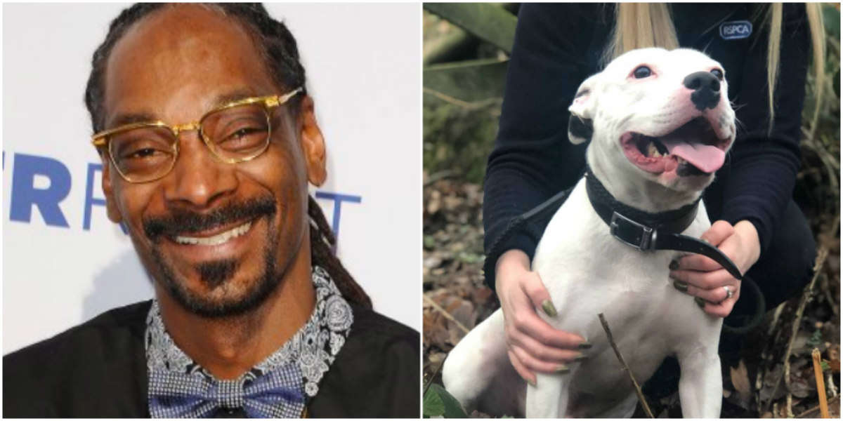 Snoop Dogg Wants To Adopt Famous Abandoned Namesake Pup The Dodo