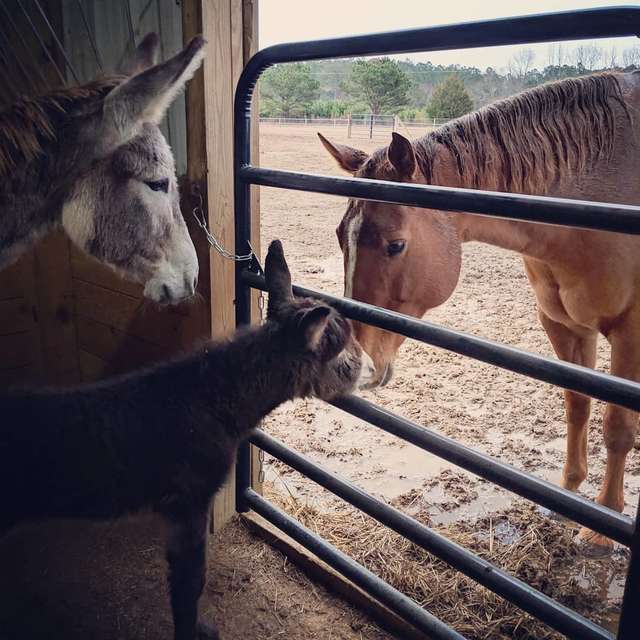 Neglected Donkey At North Carolina Farm Surprises Rescuers With Foal