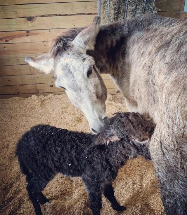 Neglected Donkey At North Carolina Farm Surprises Rescuers With Foal