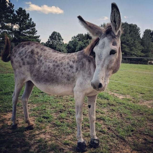 Neglected Donkey At North Carolina Farm Surprises Rescuers With Foal
