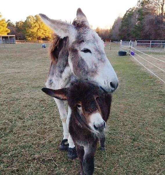 Neglected Donkey At North Carolina Farm Surprises Rescuers With Foal