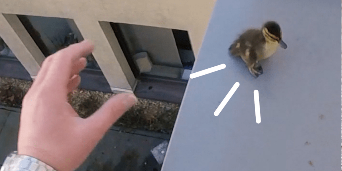 Guy Risks Life To Save Ducks Trapped On A Roof Videos The Dodo