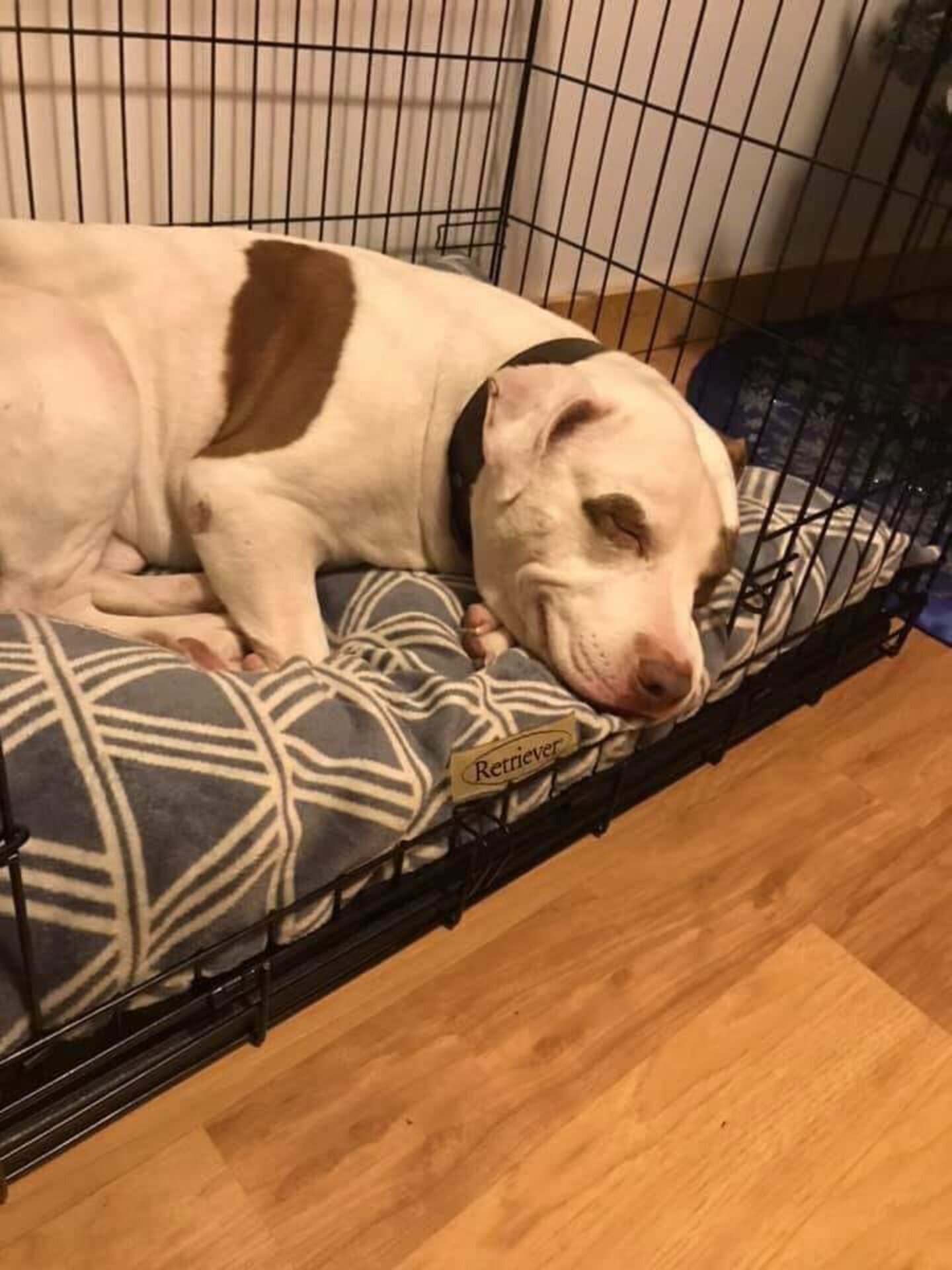 Last Dog Left At Michigan Shelter Gets Adopted The Dodo