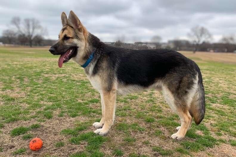 Sick German Shepherd Makes The Most Amazing Transformation The Dodo