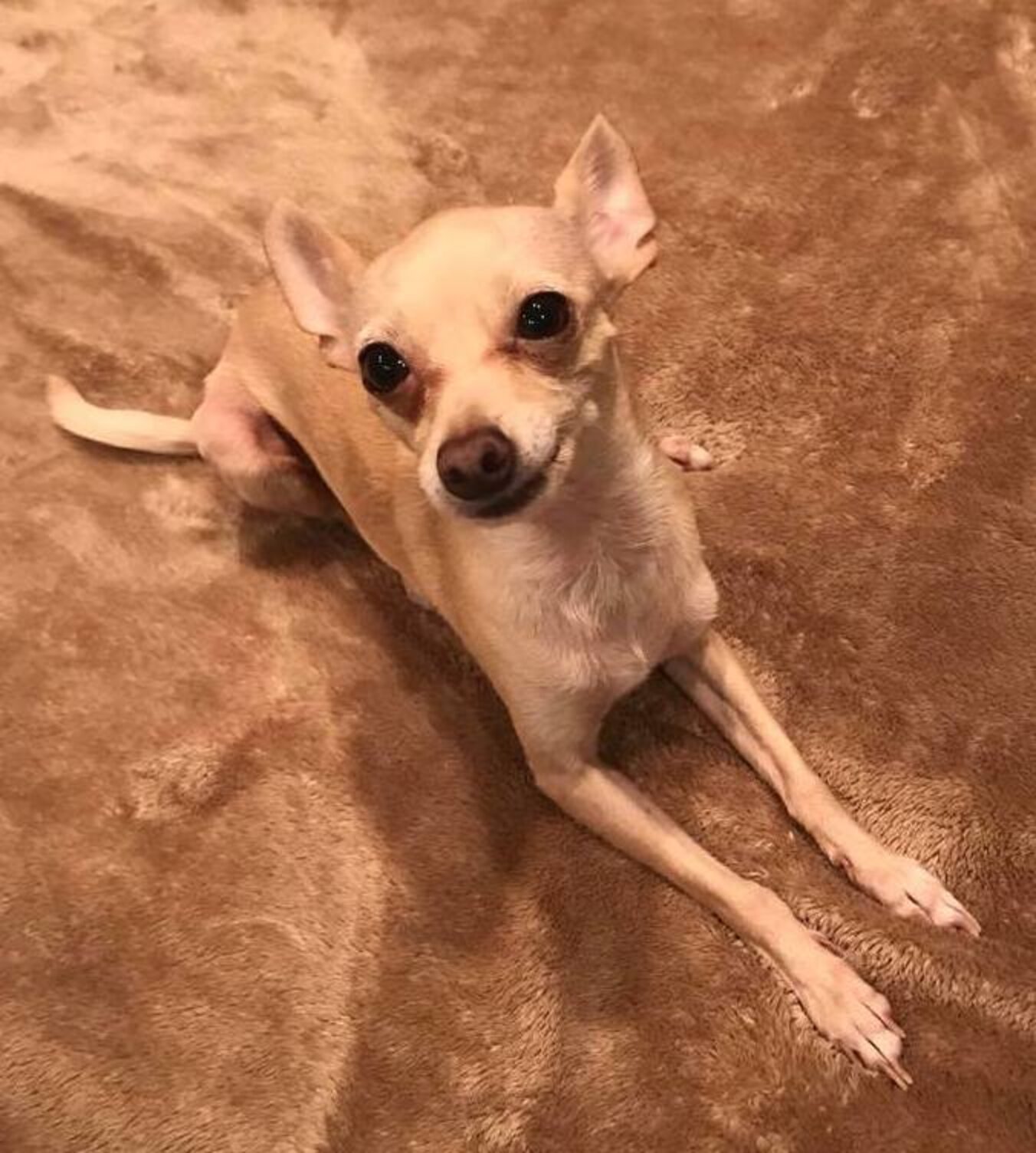 A man who never loves small dogs has saved more than 30 chihuahuas