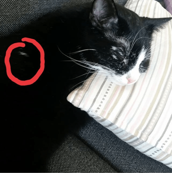 Rescued Cat With Rare Condition Changes Colors Due To Vitiligo The Dodo