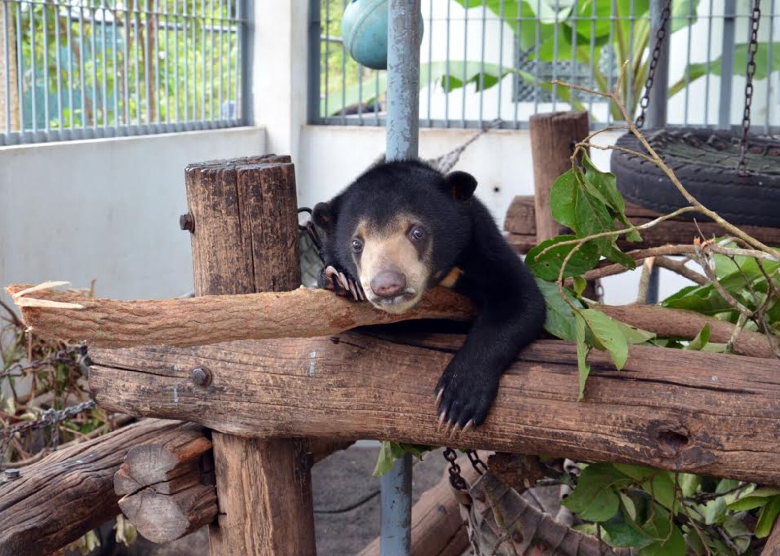 Tiny Sun Bear Cub Rescued From Life As Pet The Dodo