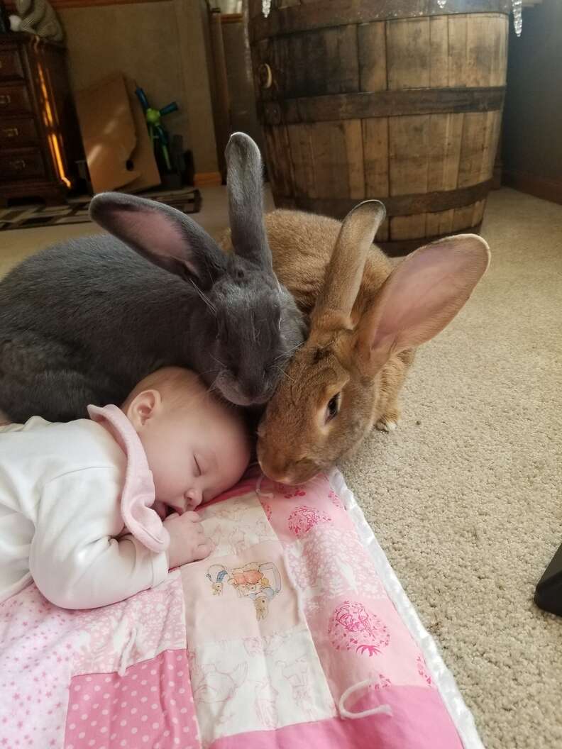 Kiss you! Meet the giant rabbit couple that protects the baby like