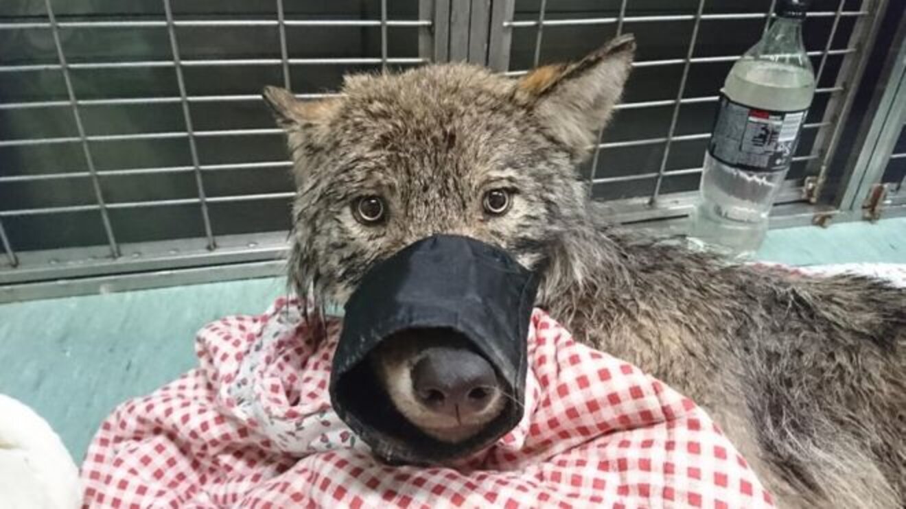 Workers Rescue Wolf From Drowning In Frozen Lake The Dodo