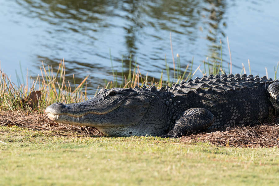 Alligator Catches Golf Ball MidAir During Florida Tournament Thrillist